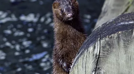 Mink