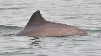 Porpoise Willemien