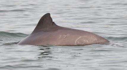 Porpoise Willemien