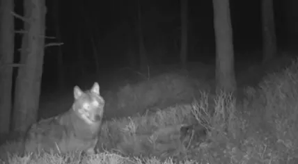 Wolf returning to its kill, March 2020