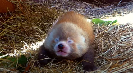 Baby red panda born at Beekse Bergen, July 2020