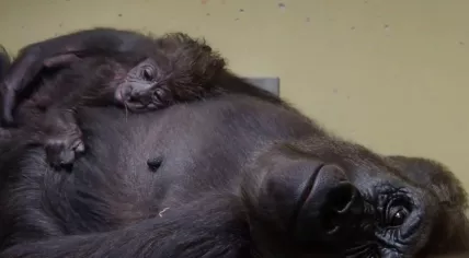 Baby gorilla born at Beekse Bergen, 15 July 2020