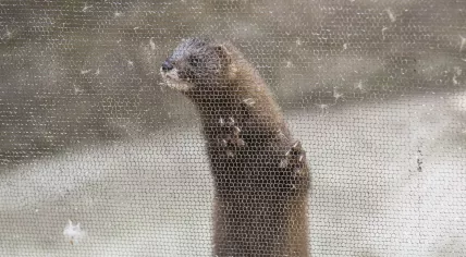 Mink