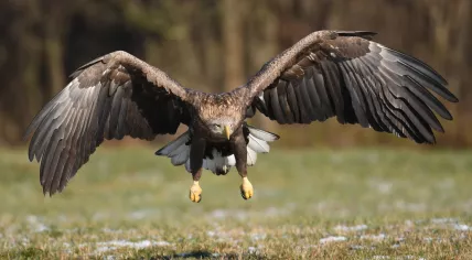 White-tailed eagle