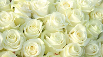 White roses