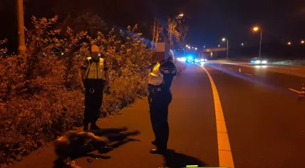 A drunk individual taking a nap on a highway in Amsterdam. July 18, 2020