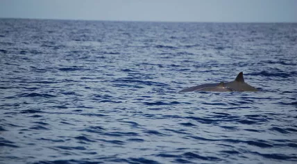 Mother-Calf Pair of Beaked Whales