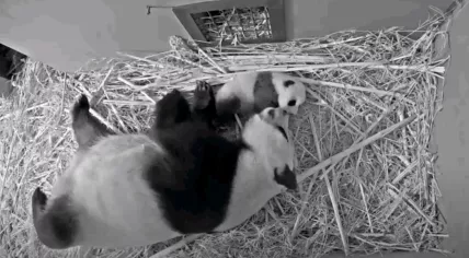 Panda Wu Wen and her cub at Ouwehands Zoo, July 2020