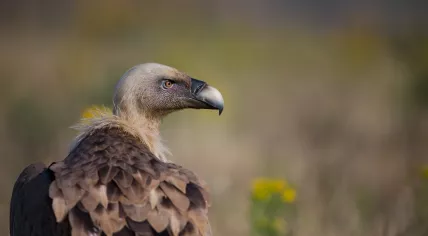 Vulture