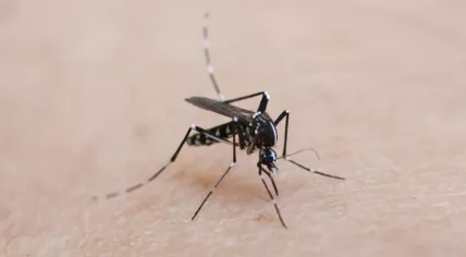 Tiger Mosquito