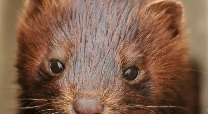 A young mink