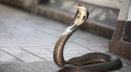 King cobra