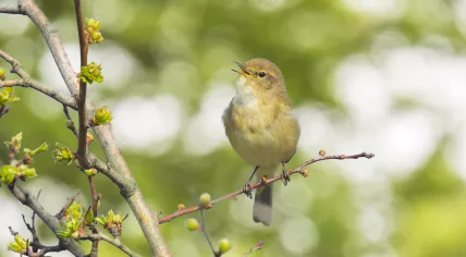 A willow warbler singing a tune, April 30, 2019.