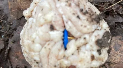 Dog swallows meatball with pushpin