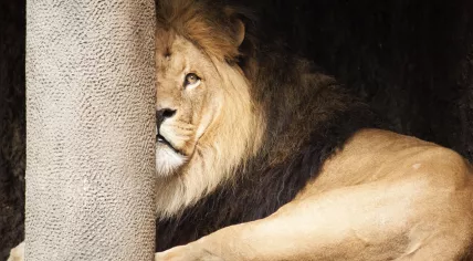 Lion at Artis zoo in Amsterdam, April 2014