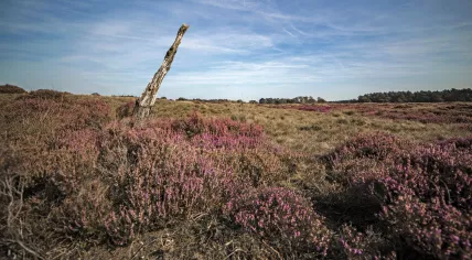 Picture of de Veluwe