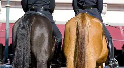 Police on horse