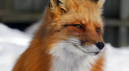 Fox