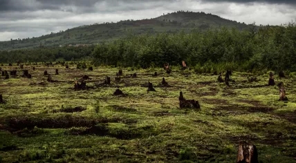 Deforestation in Madagascar 