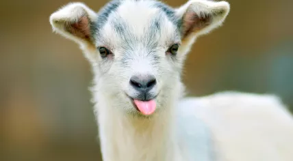 Goat