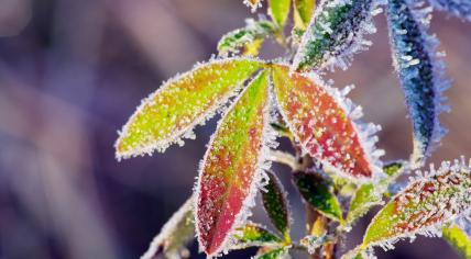 Leaves with frost