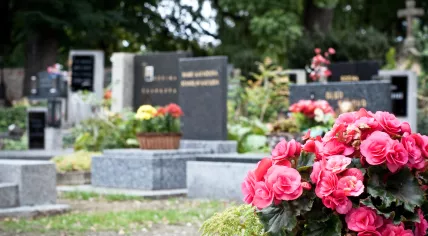 Pink begonia at a tombstone