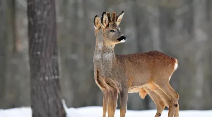 Two deer in snow