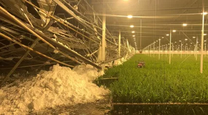 Roof collapses under snow in Naaldwijk