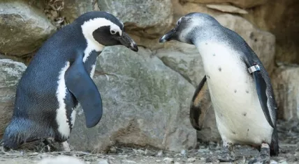 Black footed penguins at Burgers' Zoo in Arnhem