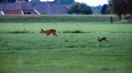 Roe and hare in meadow