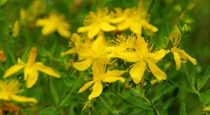 St. John's wort