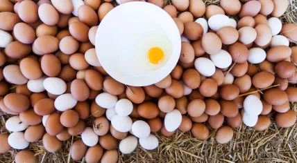 Eggs