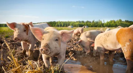 Pig farm