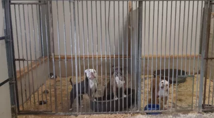 42 bulldogs found in a shed in Vriezenveen, 15 March 2021