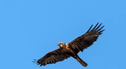 A buzzard.