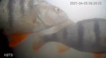 Two European perch swim by the Visdeurbel in Utrecht. 5 April 2021