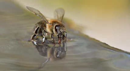 A bee with its tongue extended.