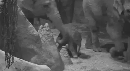Blijdorp Zoo elephant Bangka and her new male calf. 5 May 2021