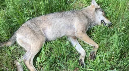 Wolf hit by car in Friesland