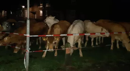 About a dozen loose cows were caught by police on Emmaweg in Brunssum. June 29, 2021