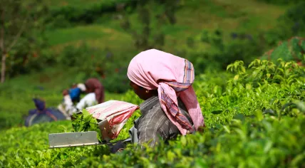 Women picking leaves in a tea plantation