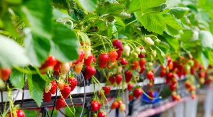 Strawberries