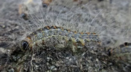 Oak processionary caterpillar.