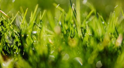 A bright green lawn