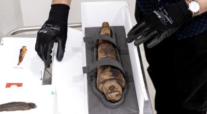 Ancient Egyptian animal mummy undergoes cat scan in Amsterdam 17-07-2021