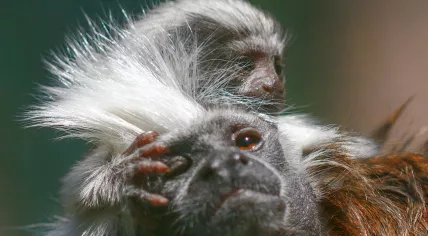Cotton-top tamarin with infant