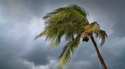 Palm tree sways in tropical storm