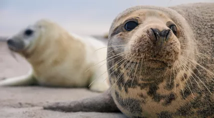 Seal pups