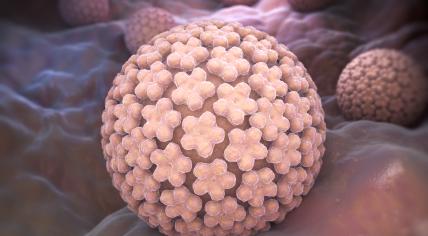 HPV virus