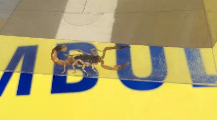 Scorpion found in a box of stuffed animals at a coronavirus test center in Zuidland, 30 August 2021